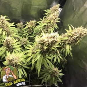 Насіння конопель Auto Afghan Bullet Feminised