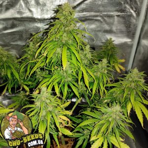 Насіння конопель Auto Afghan Mass Feminised