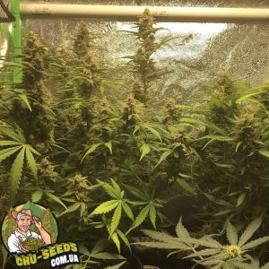 Насіння конопель Auto Blueberry Domina Feminised