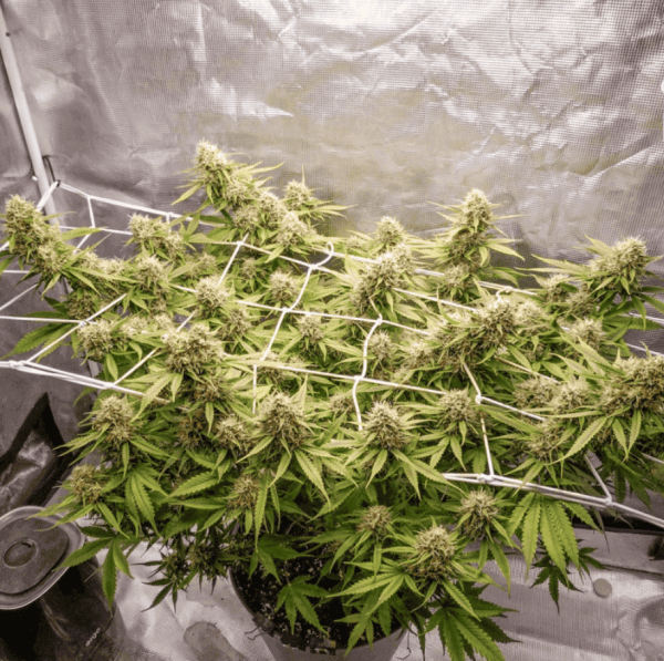 Семена конопли Auto Blueberry Feminised