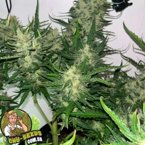 Семена конопли Auto Fast Bud Feminised