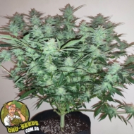 Семена конопли Auto Gorilla Zkittlez Feminised