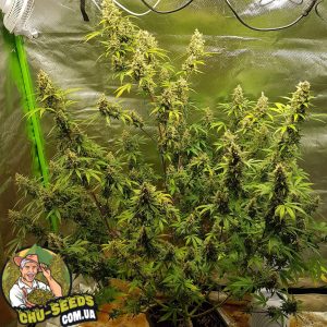 Насіння конопель Auto Northern Light Feminised