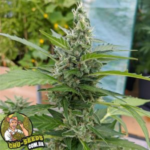 Насіння конопель Auto Vertigo Feminised