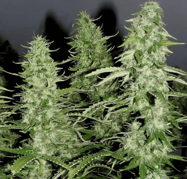 Семена конопли Auto White Widow Feminised