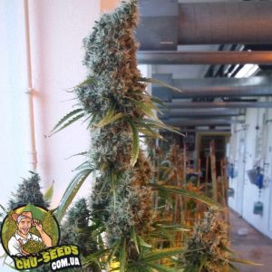 Насіння конопель Big Altai Sativa Express Feminised Насіння конопель Big Altai Sativa Express Feminised