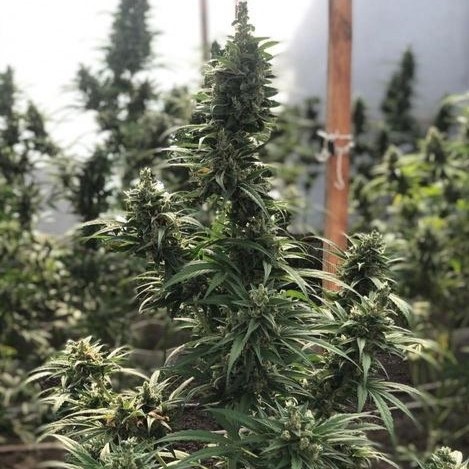 Семена конопли Bishkek Feminised Семена конопли Bishkek Feminised
