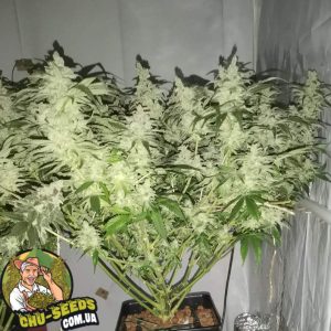 Насіння конопель Bubble Gum Feminised