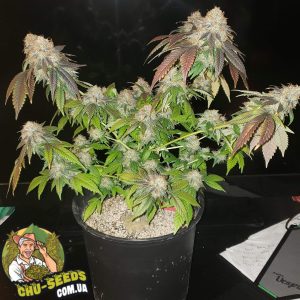 Насіння конопель Hash Passion Feminised