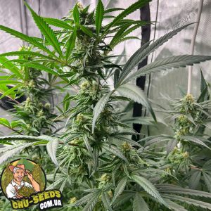 Насіння конопель LSD Feminised