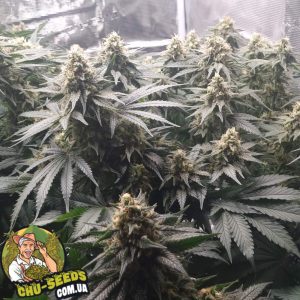 Семена конопли Master Kush Feminised