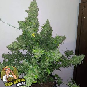 Семена конопли White Russian