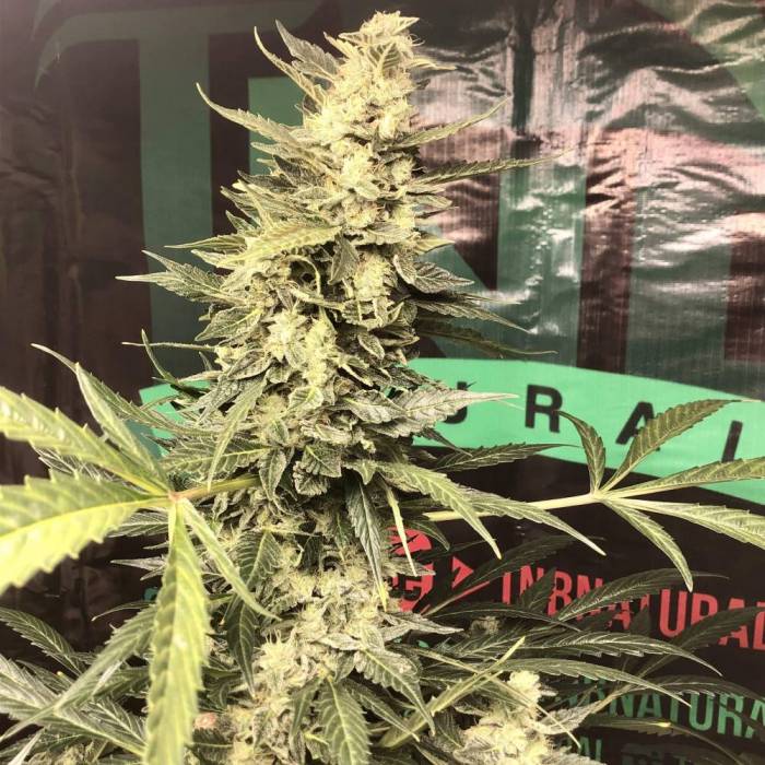 Семена конопли Auto White Russian XXL Feminised Семена конопли Auto White Russian XXL Feminised