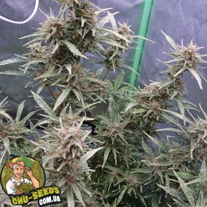 Насіння конопель White Widow