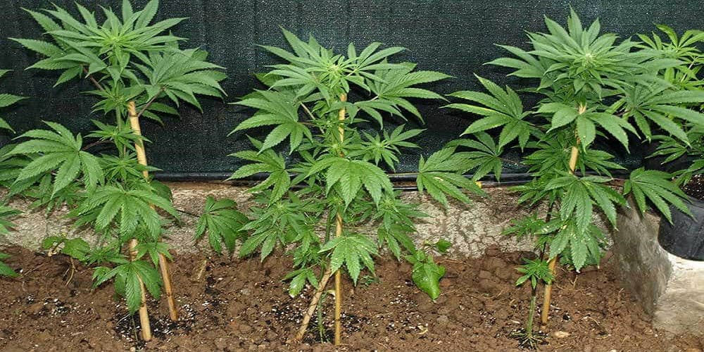 ВЫРАЩИВАНИЕ АВТОЦВЕТОВ НА УЛИЦЕ - Сhu Seeds