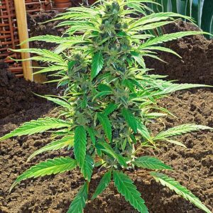 Вирощування марихуани без ґрунту, в кокосовому волокні