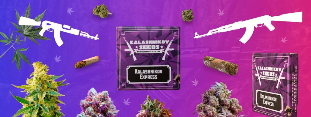 Kalashnikov Seeds